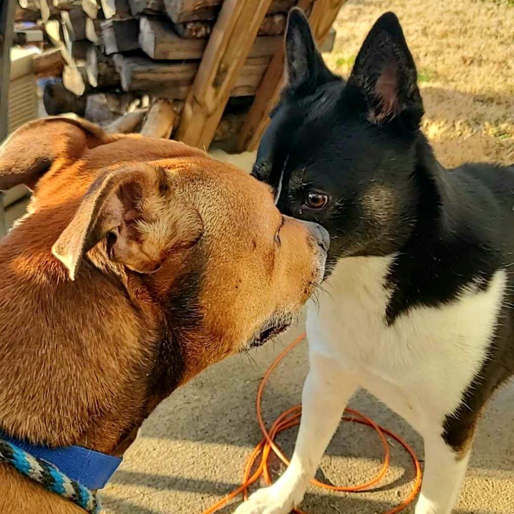 Kenneth, a Adoptable mixed breed in Houston, TX image 2/6