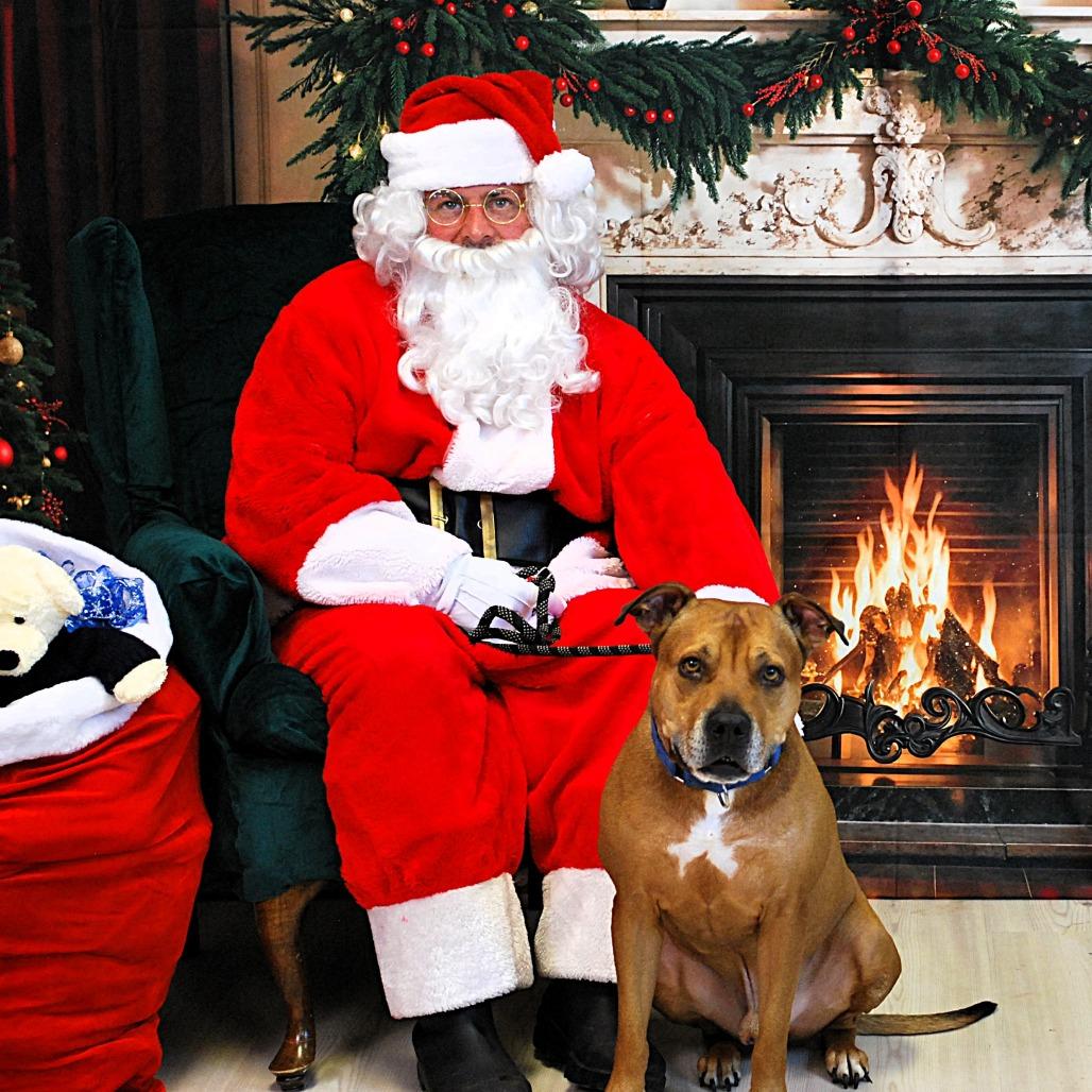 Kenneth, Adoptable, Adult Male American Staffordshire Terrier & Pit Bull Terrier.