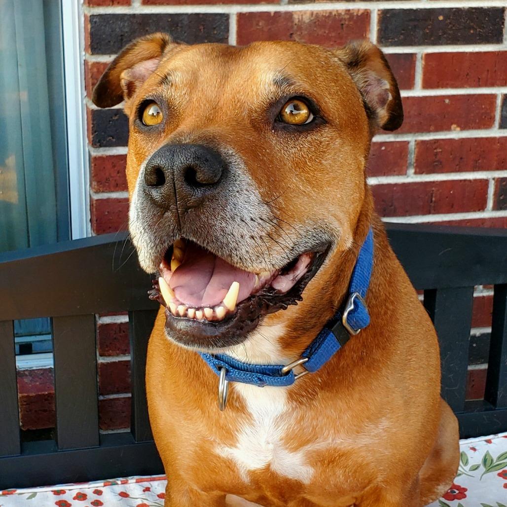 Enlarge Kenneth, a Adoptable mixed breed in Houston, TX image 4/6