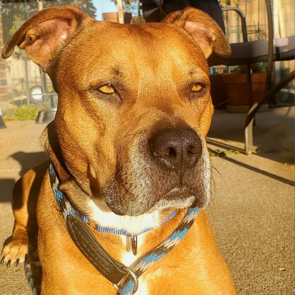 Kenneth, a Adoptable mixed breed in Houston, TX image 5/6