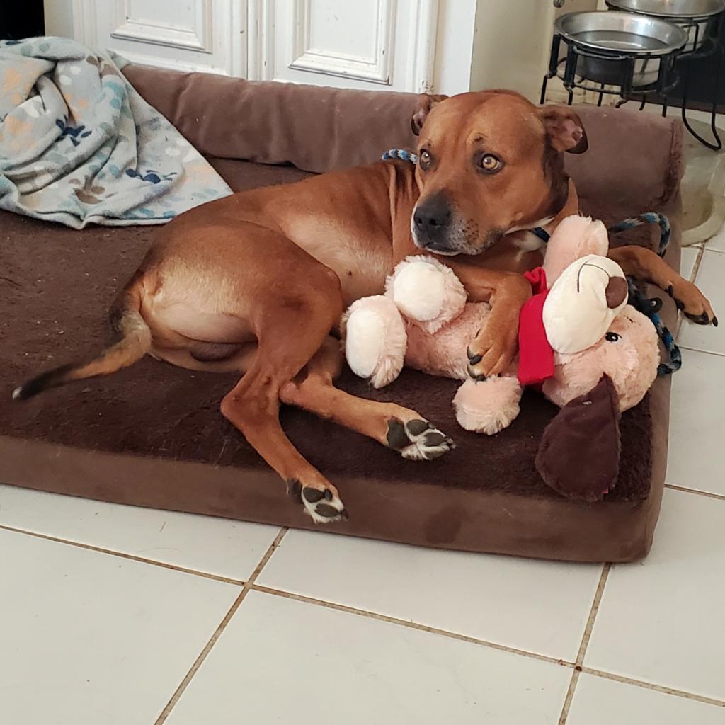 Kenneth, a Adoptable mixed breed in Houston, TX image 6/6