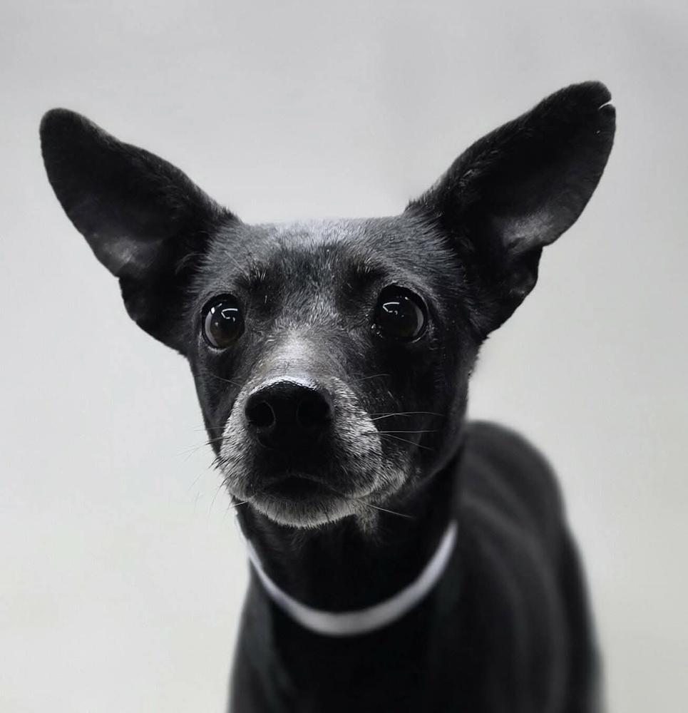 Ladybug, a Adoptable mixed breed in Manhattan, NY image 1/2