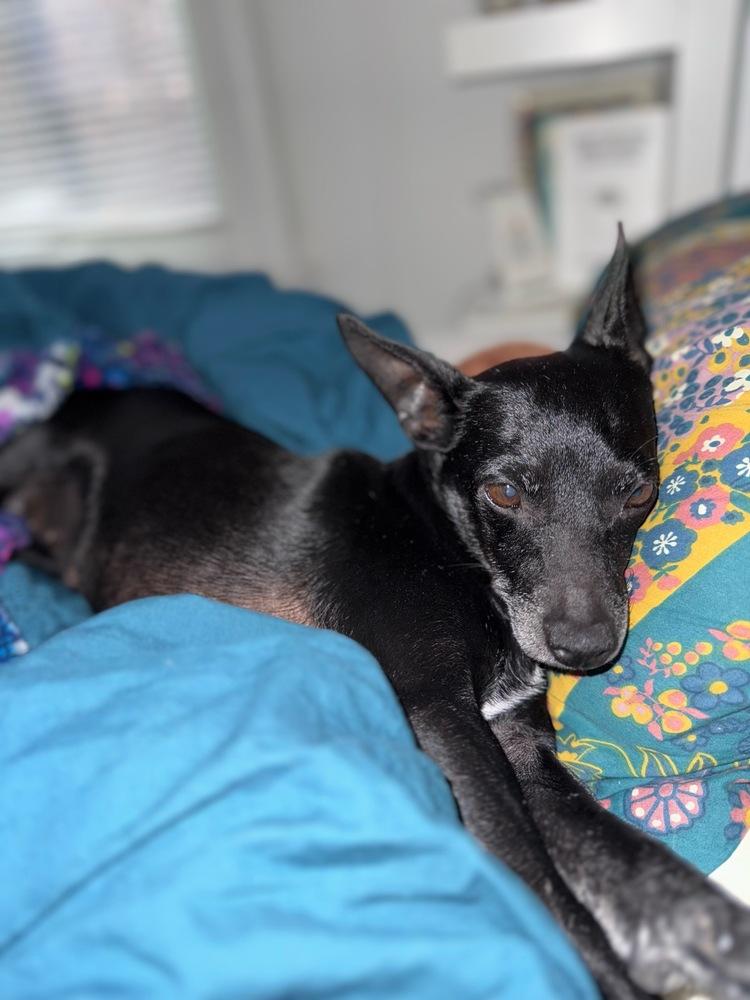 Ladybug, a Adoptable mixed breed in Manhattan, NY image 2/2