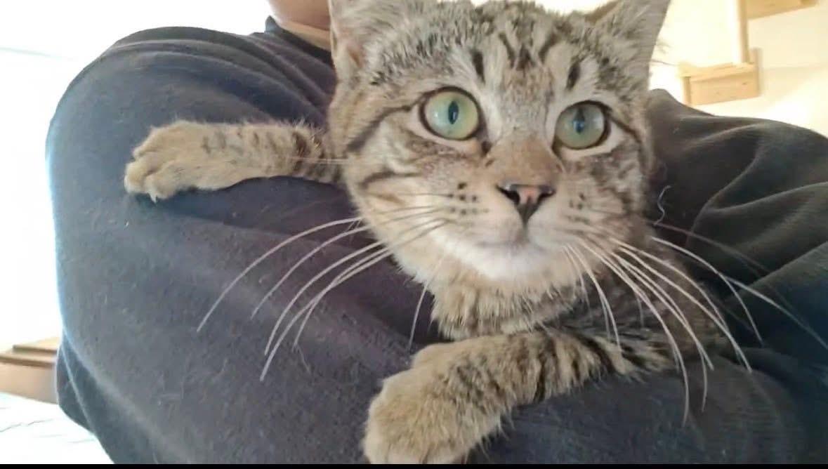 Enlarge Willow ( Sweet , Friendly, playful), a ADOPTABLE Domestic Short Hair in Staten island, NY image 4/6