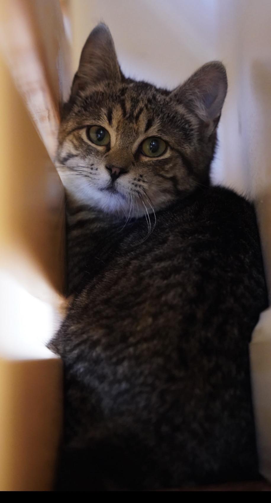 Enlarge Willow ( Sweet , Friendly, playful), a ADOPTABLE Domestic Short Hair in Staten island, NY image 3/6