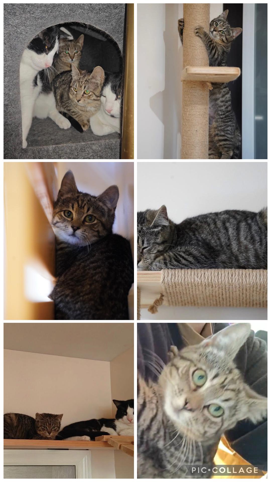 Enlarge Willow ( Sweet , Friendly, playful), a ADOPTABLE Domestic Short Hair in Staten island, NY image 5/6