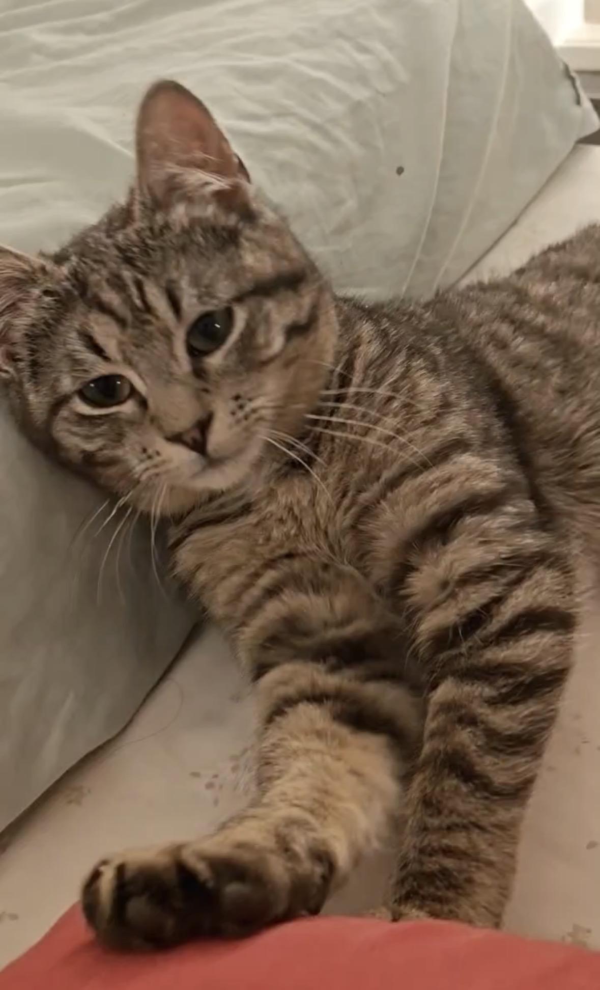 Enlarge Willow ( Sweet , Friendly, playful), a ADOPTABLE Domestic Short Hair in Staten island, NY image 1/6