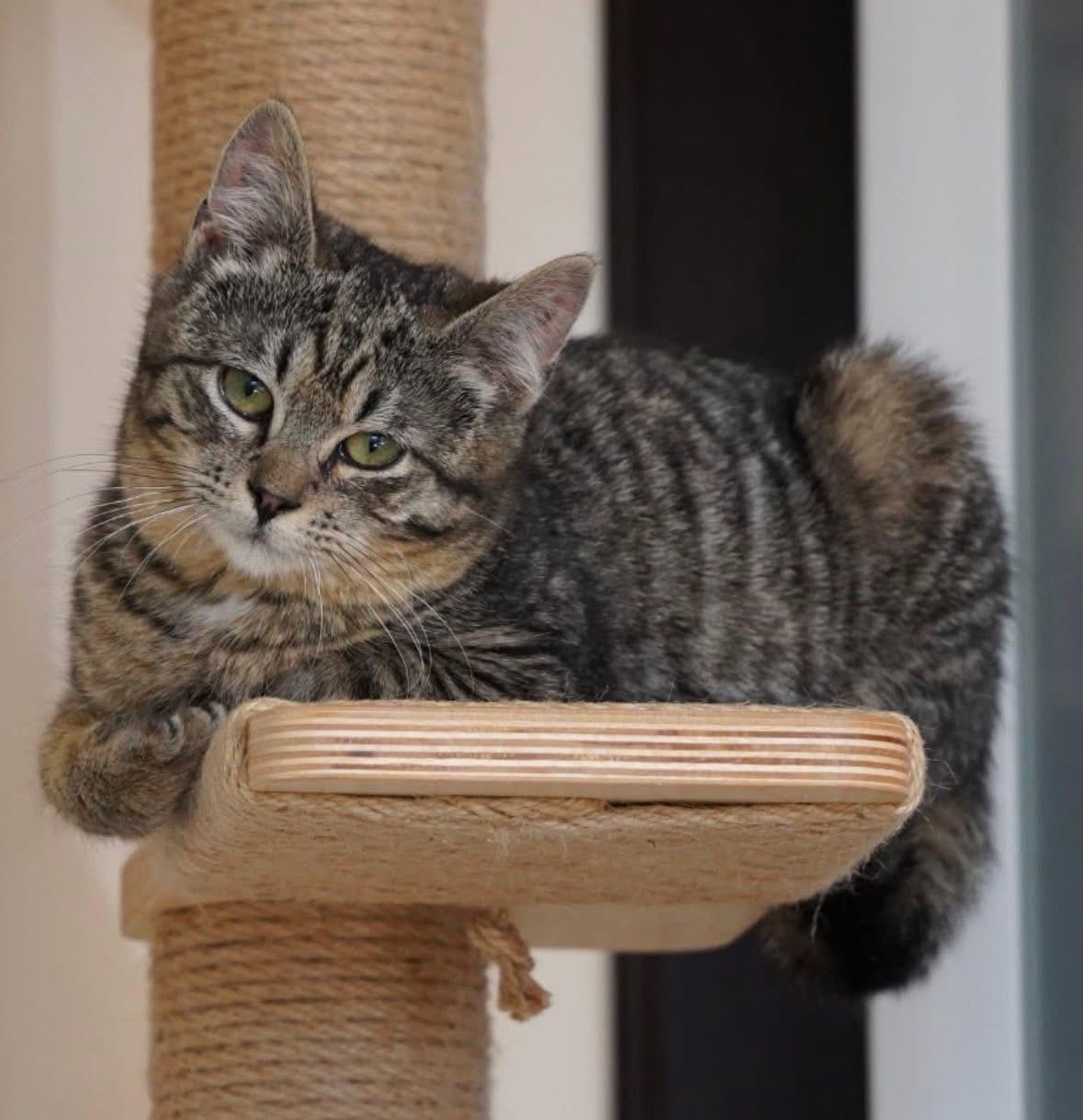 Willow ( Sweet , Friendly, playful), ADOPTABLE, Kitten Female Domestic Short Hair.