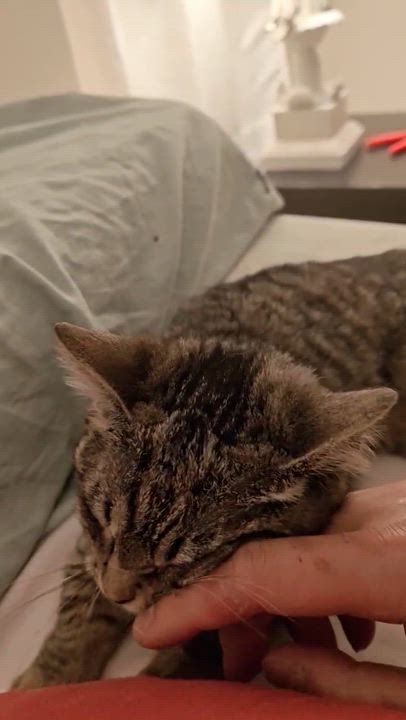 Enlarge Willow ( Sweet , Friendly, playful), a ADOPTABLE Domestic Short Hair in Staten island, NY video 6/6