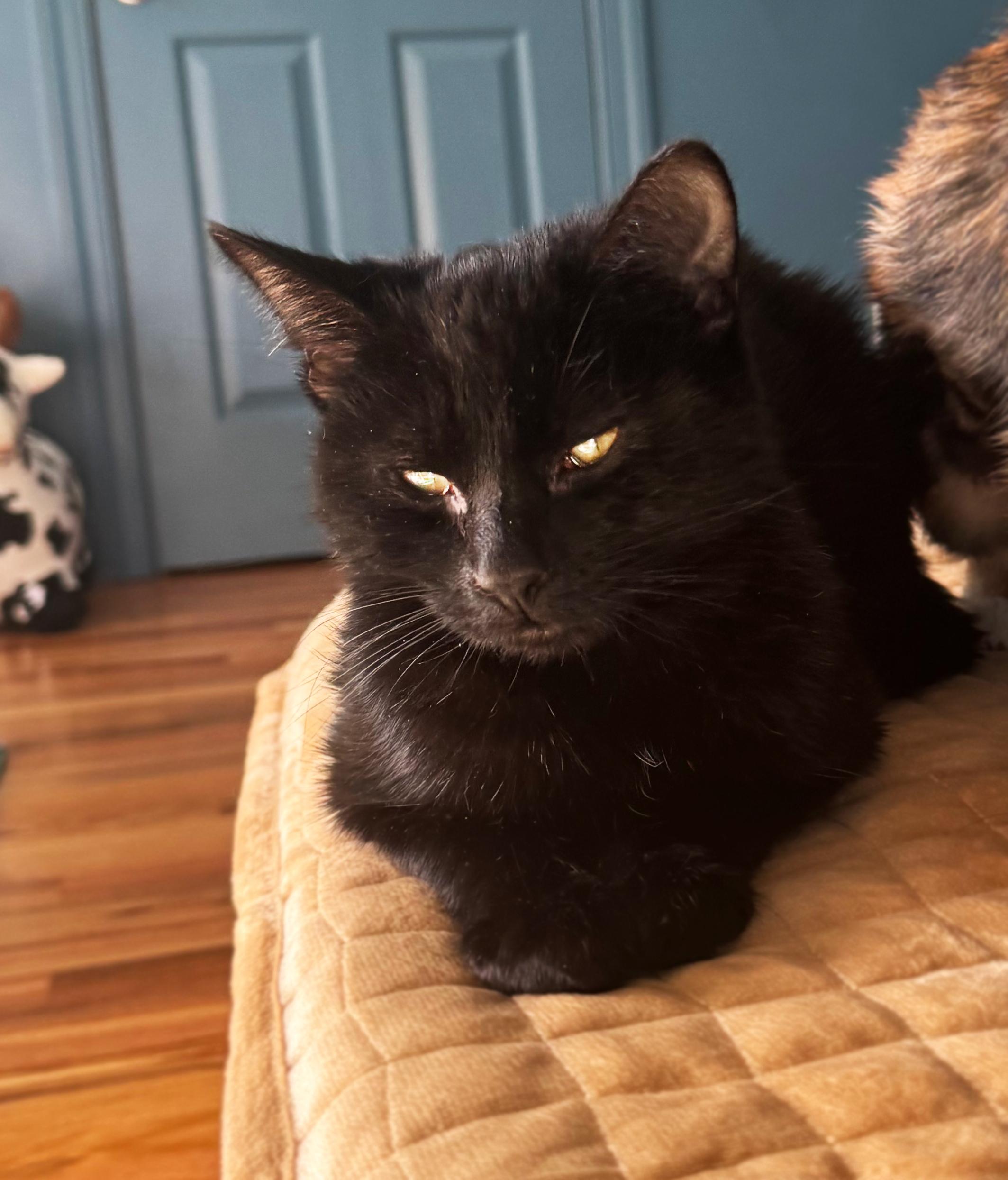 Enlarge Chiron, a ADOPTABLE Domestic Short Hair in Asheville, NC image 1/1