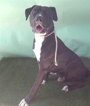 Enlarge YOON, a Adoptable mixed breed in Gardena, CA image 1/1