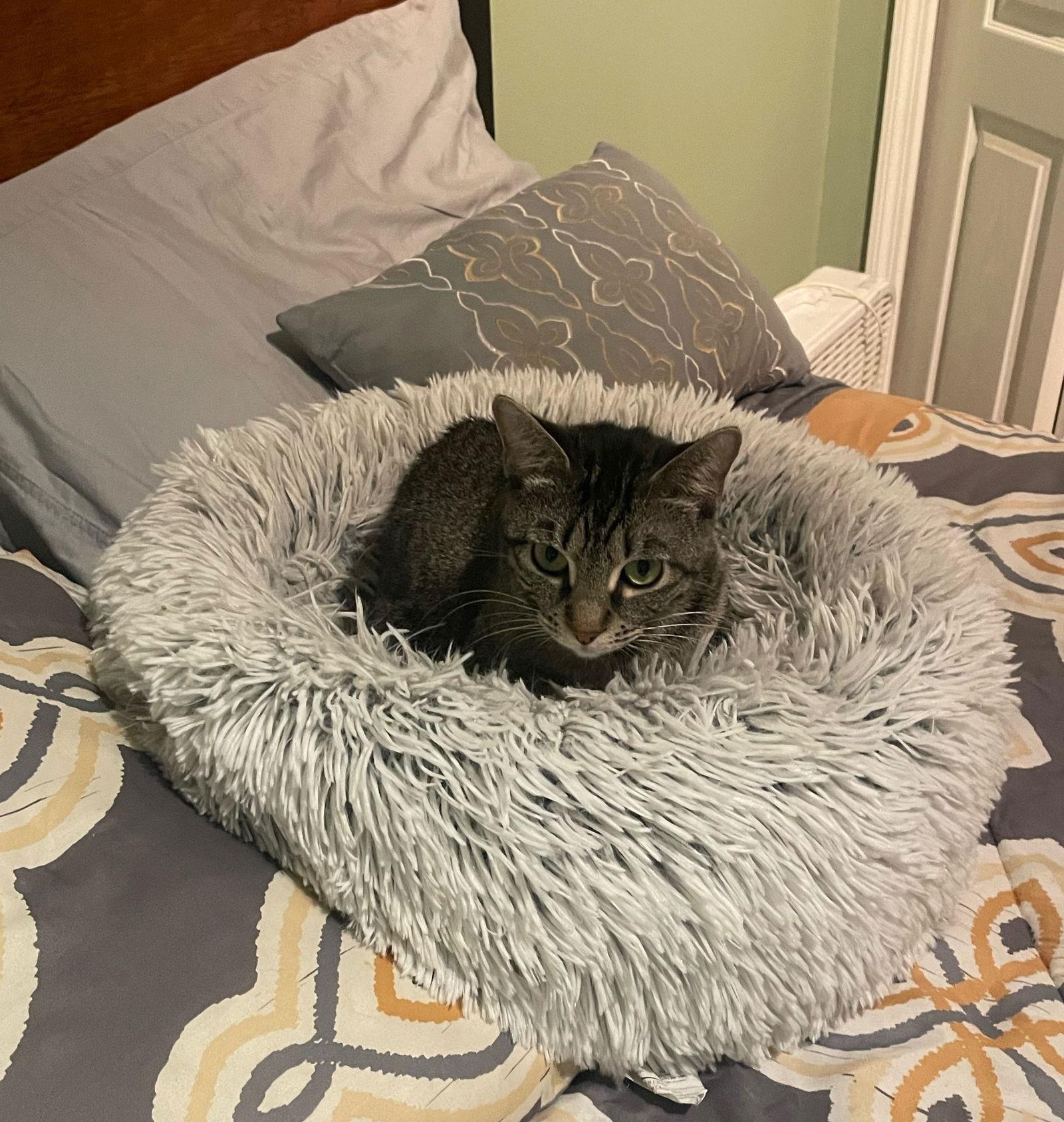 Holly, Adoptable, Young Female Tabby.