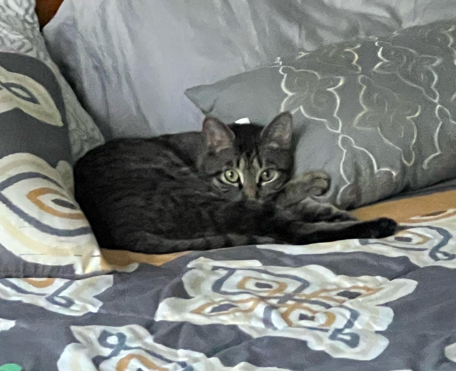 Holly, a Adoptable Tabby in Orlando, FL image 2/3