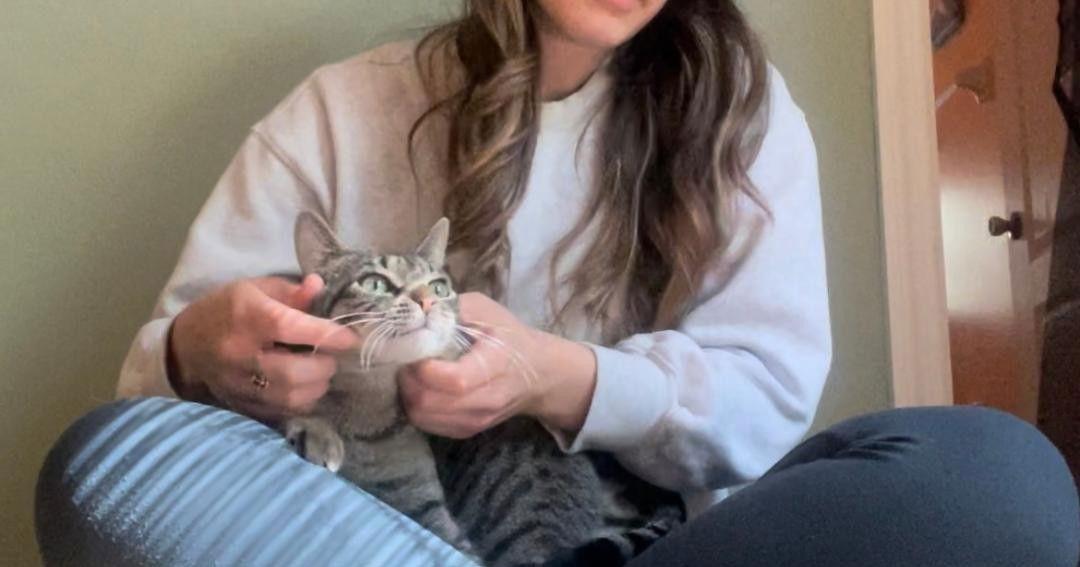 Holly, a Adoptable Tabby in Orlando, FL image 3/3