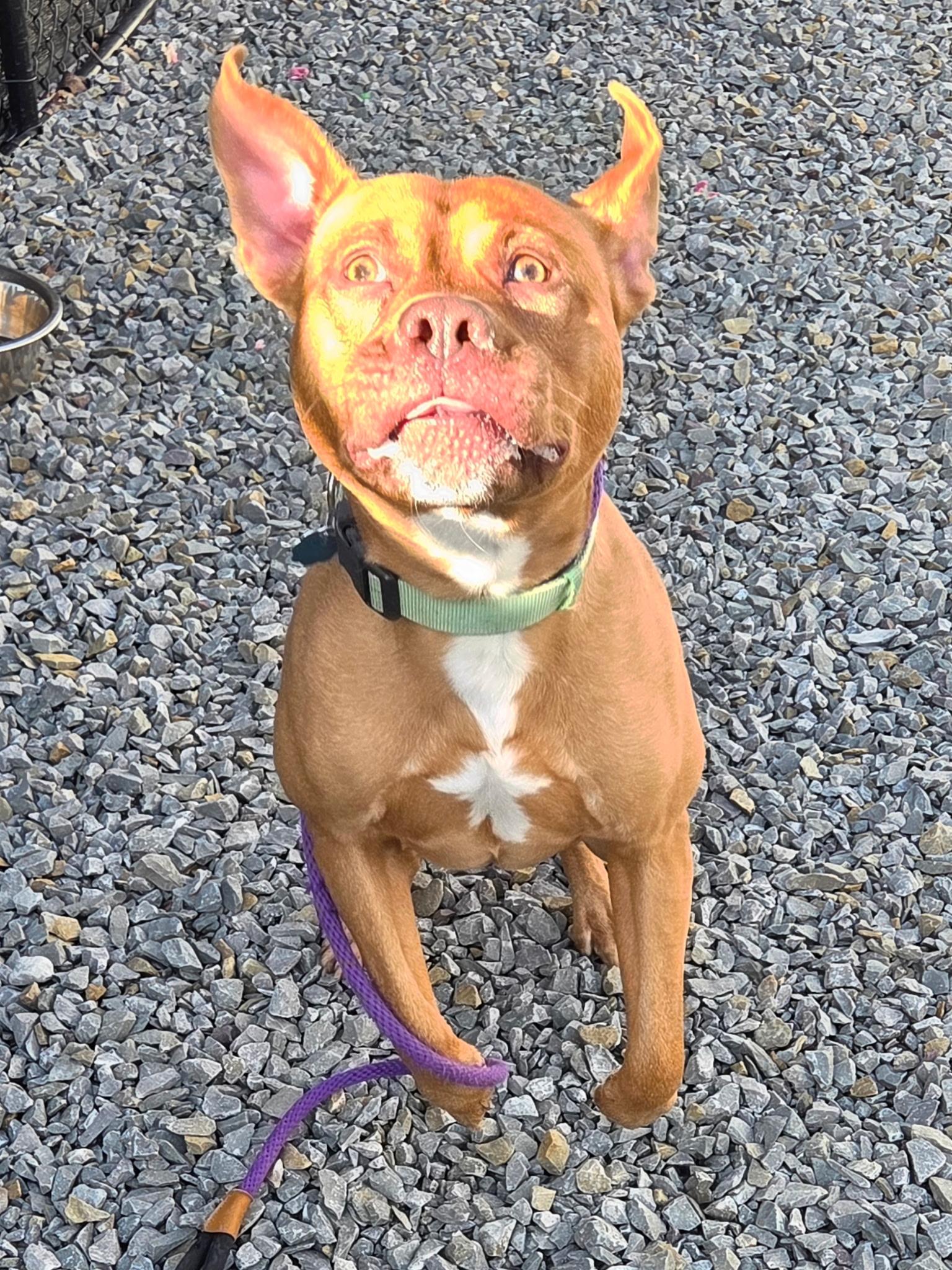 Simon, a ADOPTABLE Mixed Breed in McKeesport, PA image 5/5