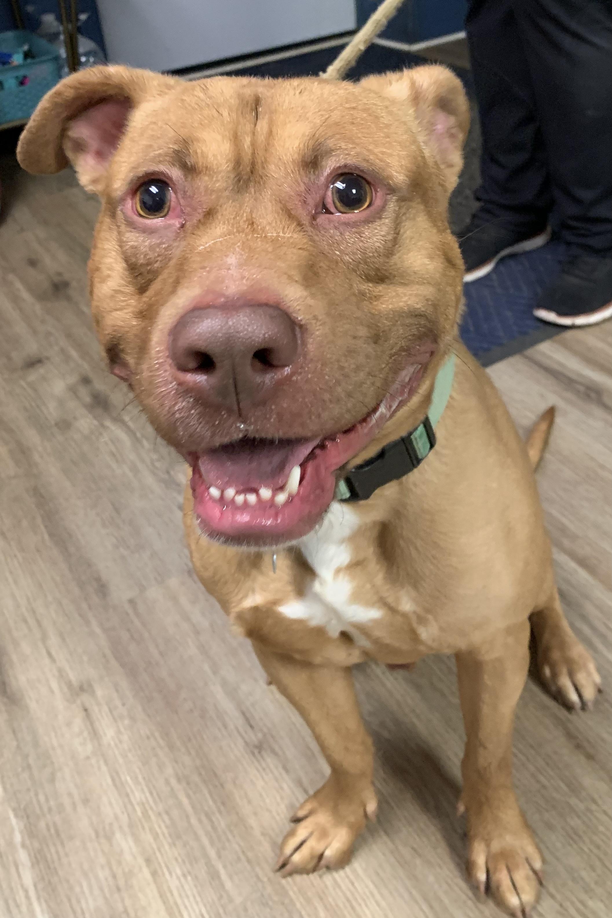 Enlarge Simon, a ADOPTABLE Mixed Breed in McKeesport, PA image 6/6