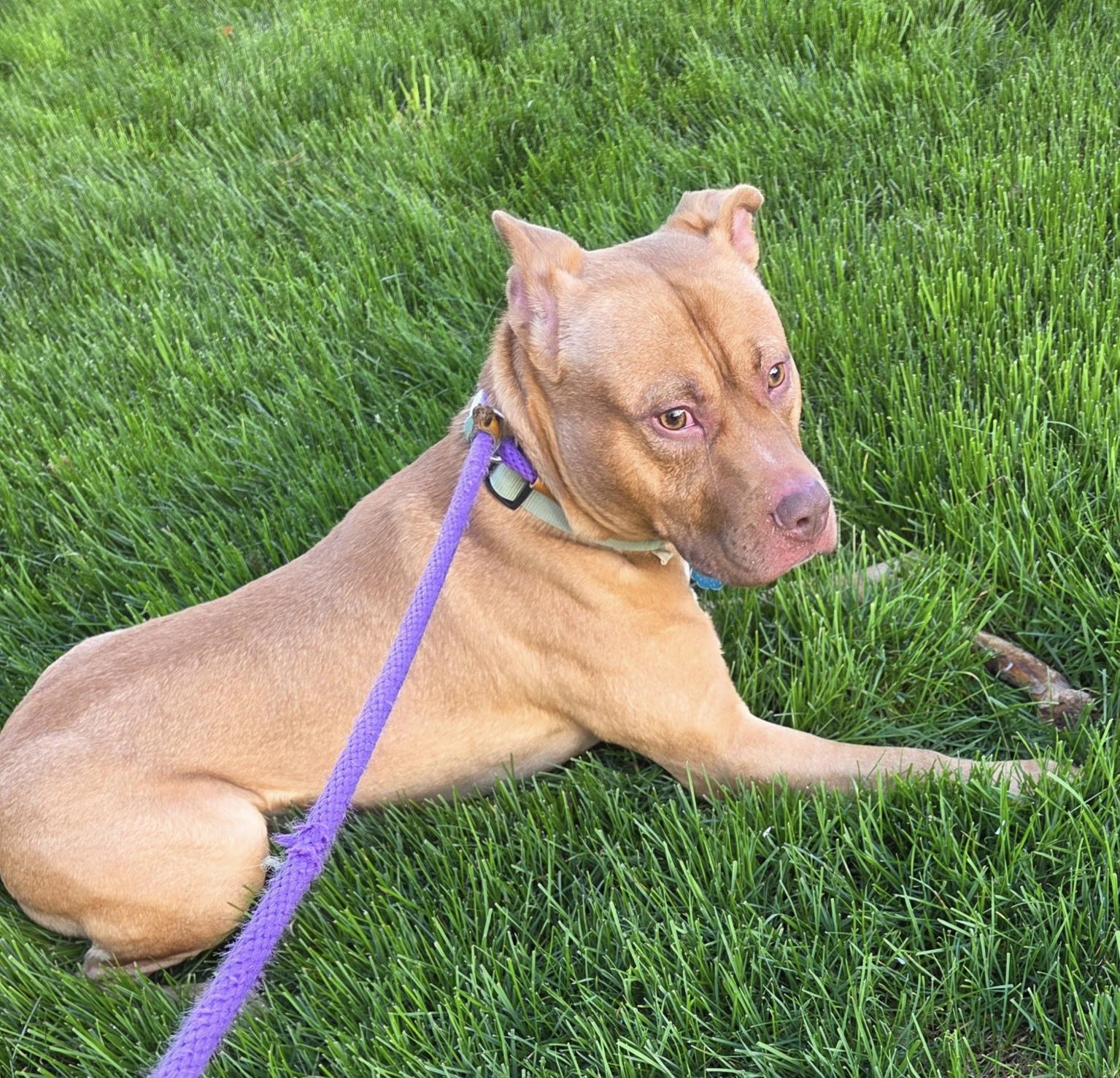 Simon, a ADOPTABLE Mixed Breed in McKeesport, PA image 2/5