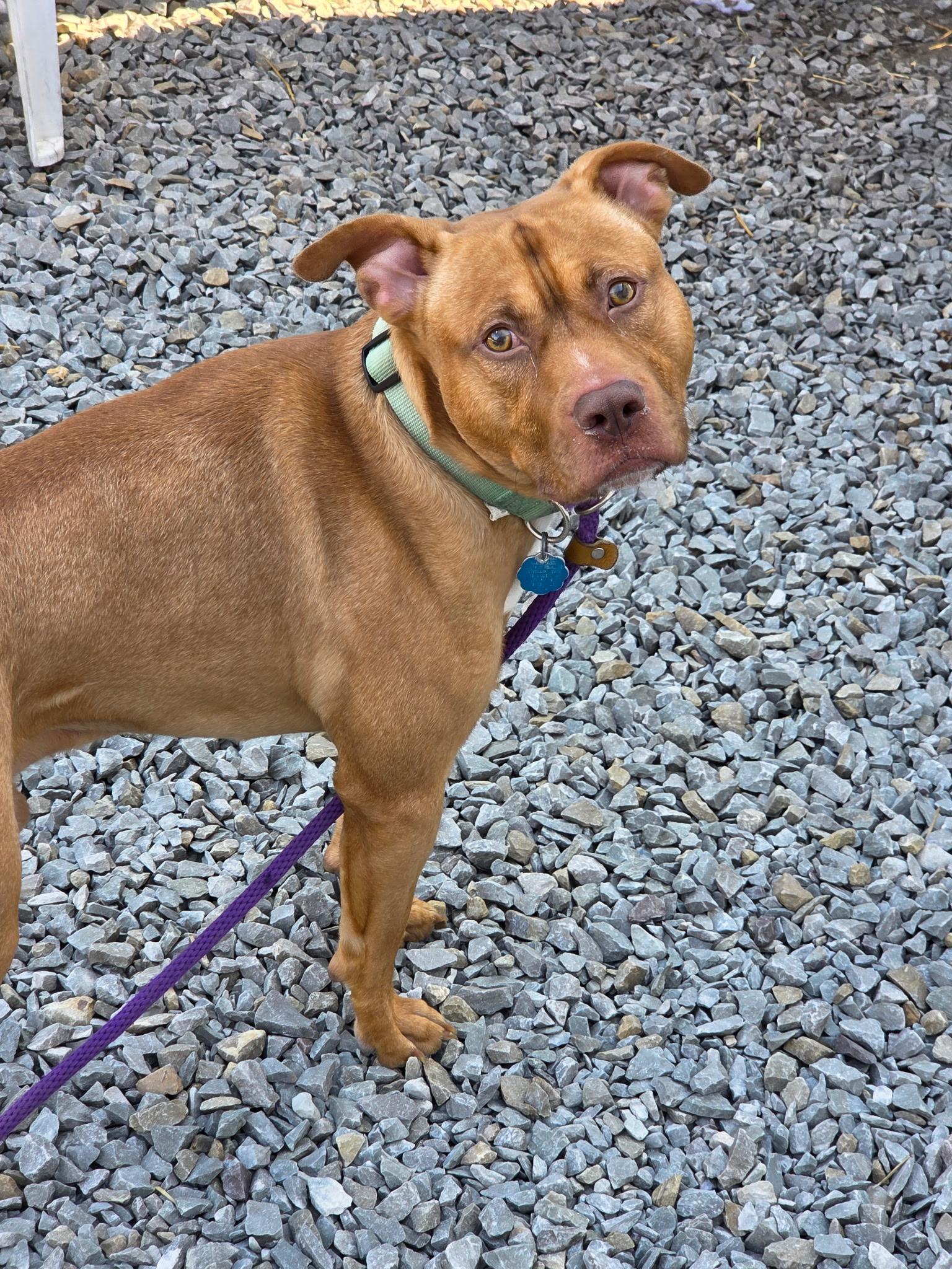 Simon, ADOPTABLE, Adult Male Mixed Breed.