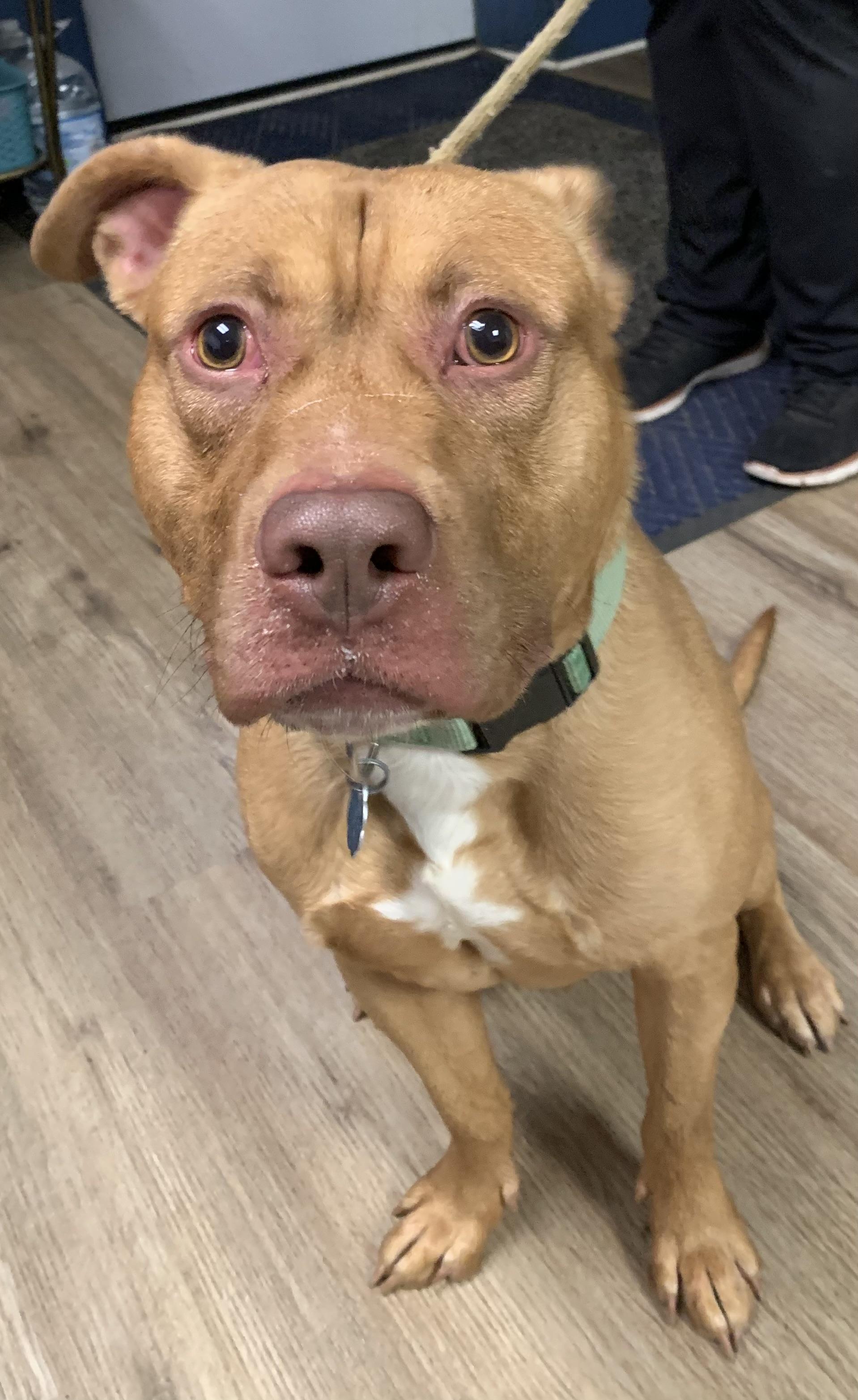 Enlarge Simon, a ADOPTABLE Mixed Breed in McKeesport, PA image 5/6