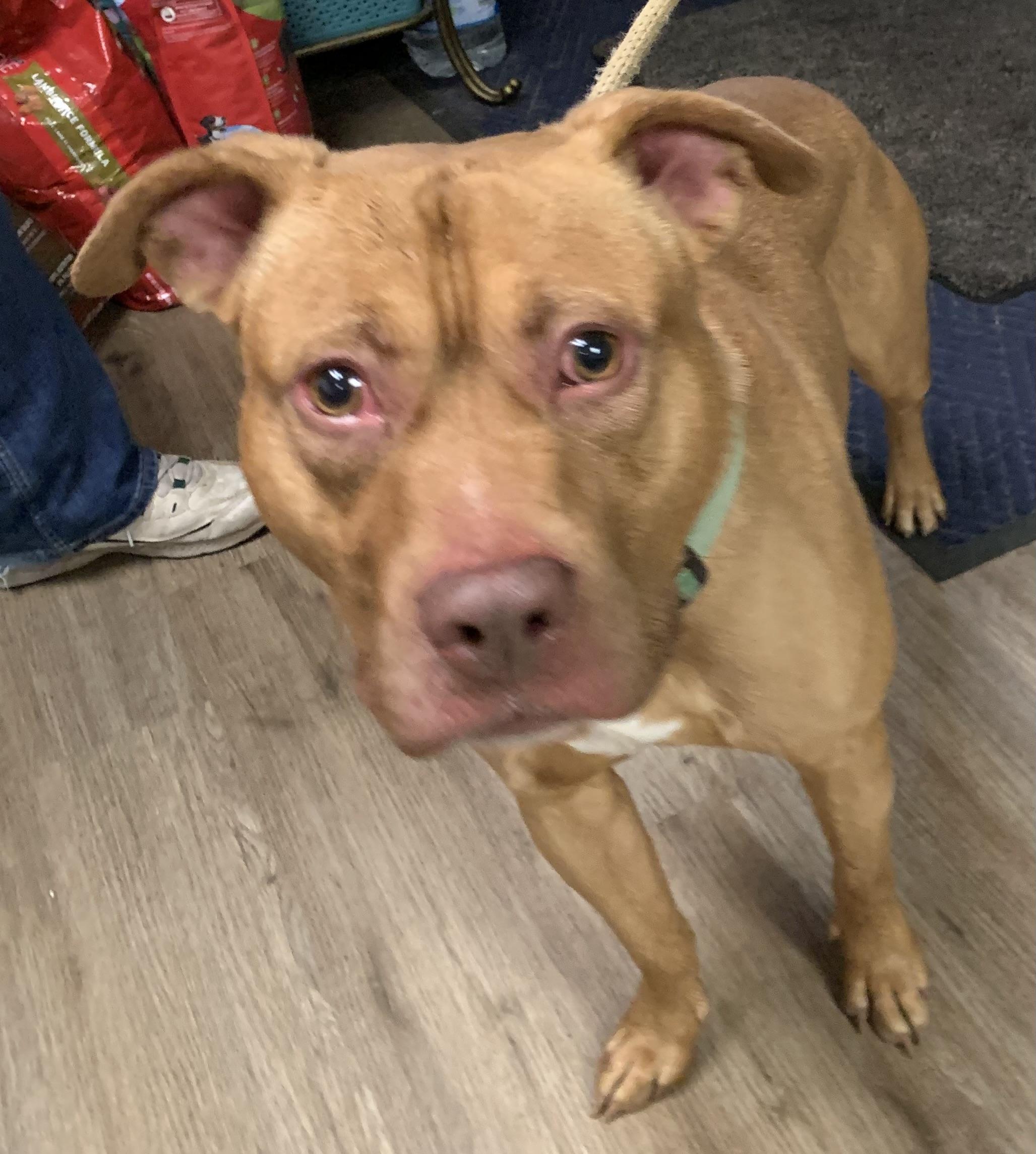 Enlarge Simon, a ADOPTABLE Mixed Breed in McKeesport, PA image 4/6