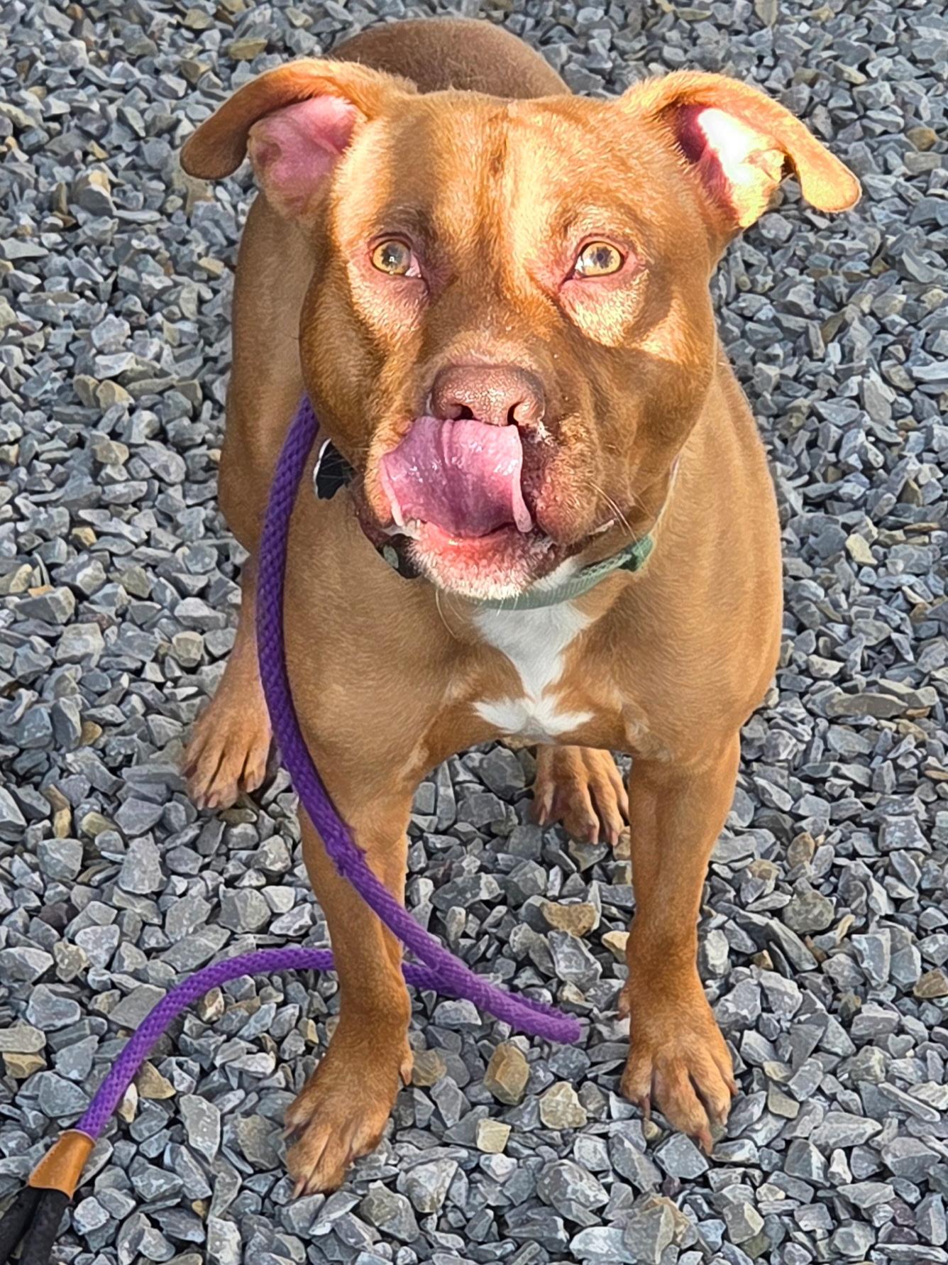 Simon, a ADOPTABLE Mixed Breed in McKeesport, PA image 3/5