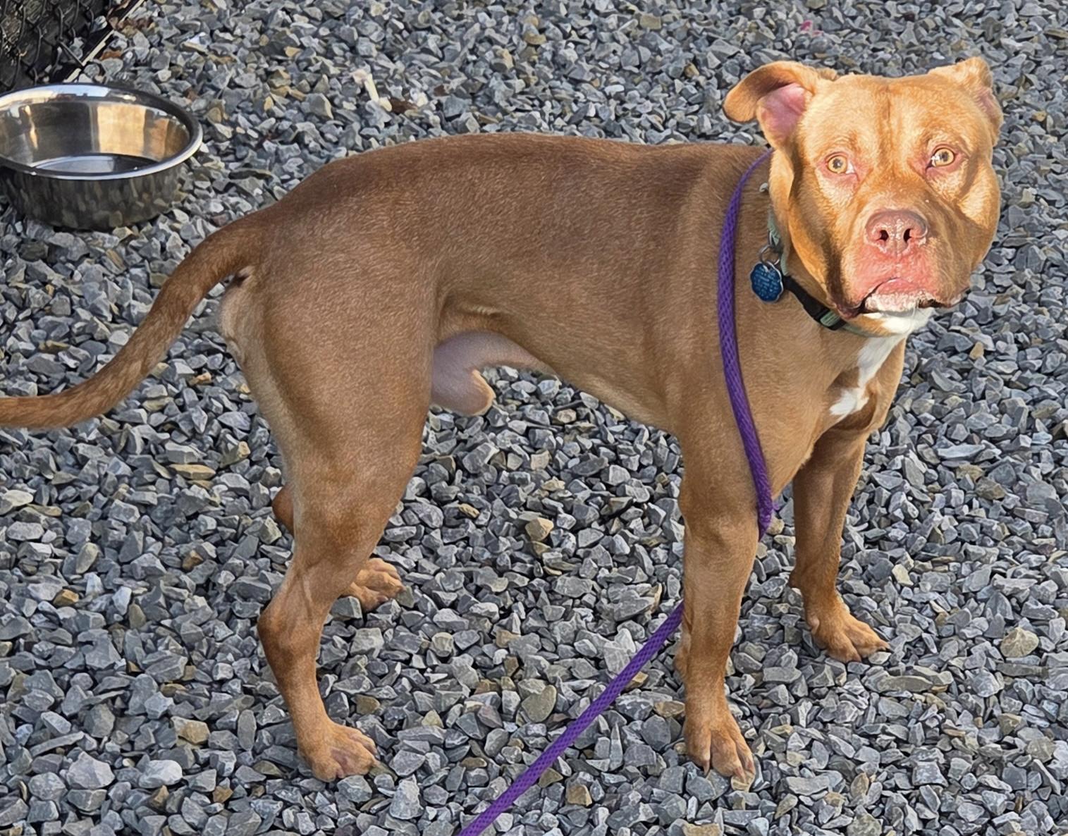 Simon, a ADOPTABLE Mixed Breed in McKeesport, PA image 4/5