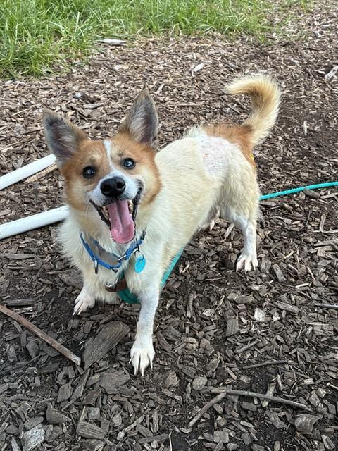 EQUINOX, Adoptable, Adult Male Cardigan Welsh Corgi.