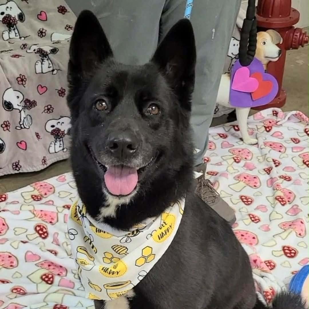 Remi, a ADOPTABLE mixed breed in Friday Harbor, WA image 3/4