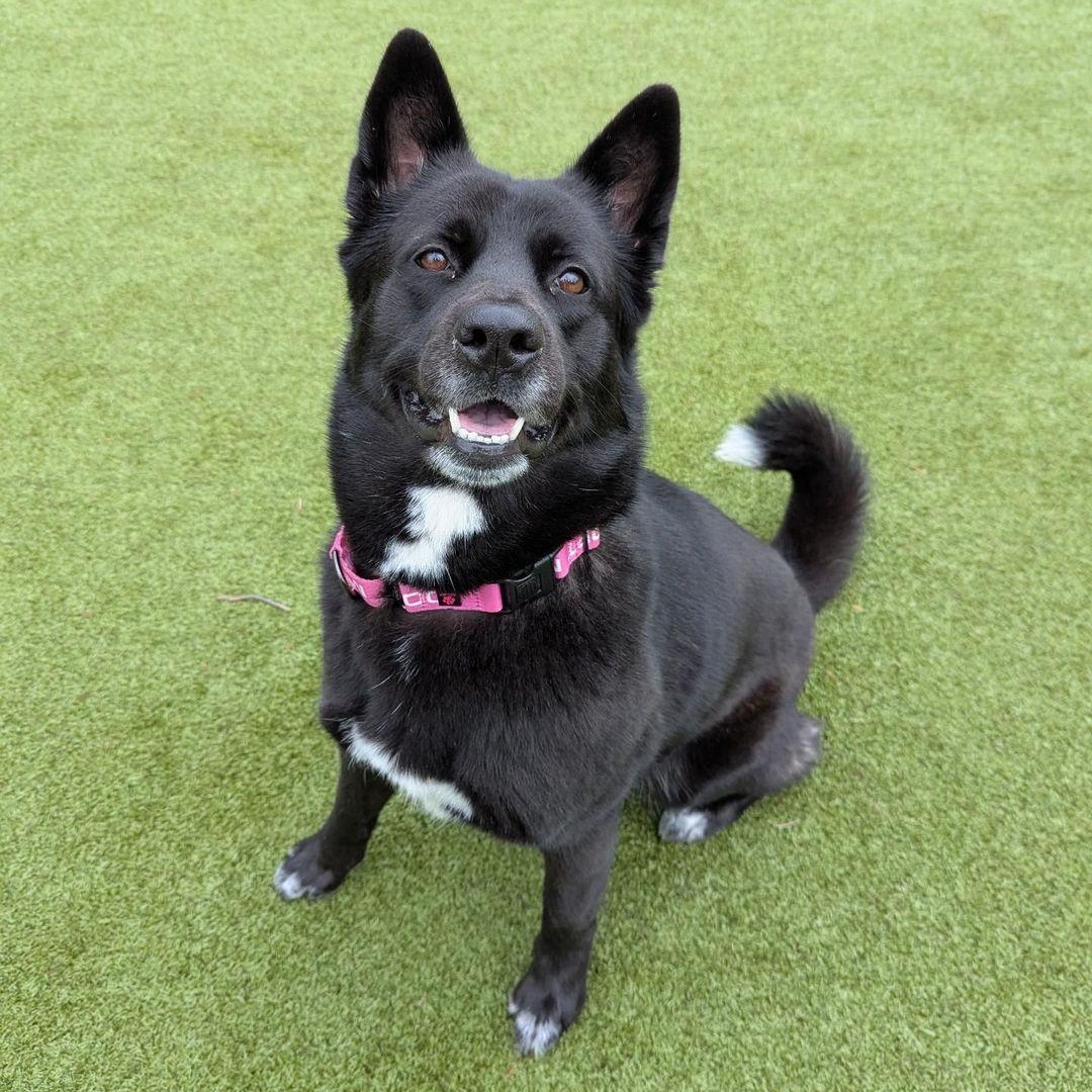 Enlarge Demi, a ADOPTABLE mixed breed in Friday Harbor, WA image 6/6