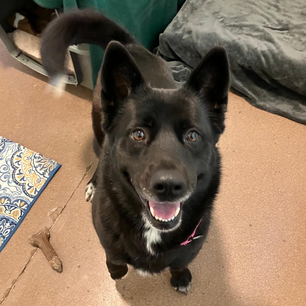 Remi, a ADOPTABLE mixed breed in Friday Harbor, WA image 4/4