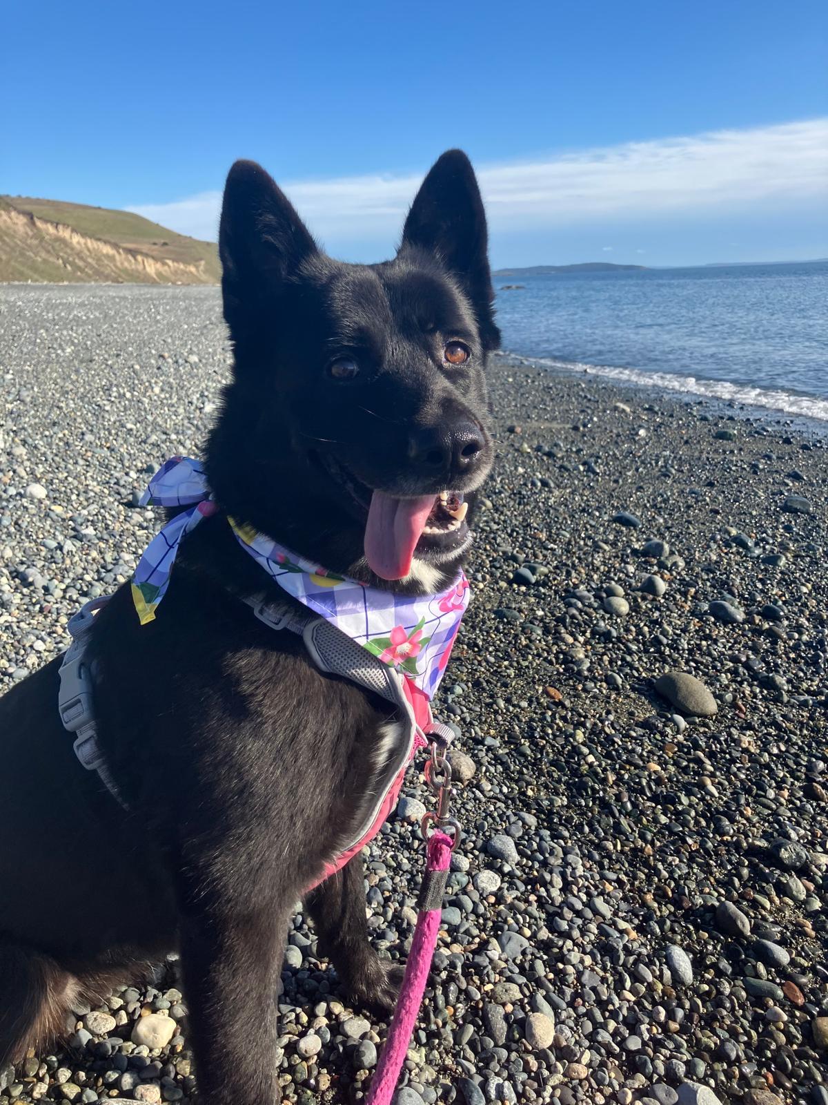 Remi, ADOPTABLE, Adult Female Shepherd & Husky.