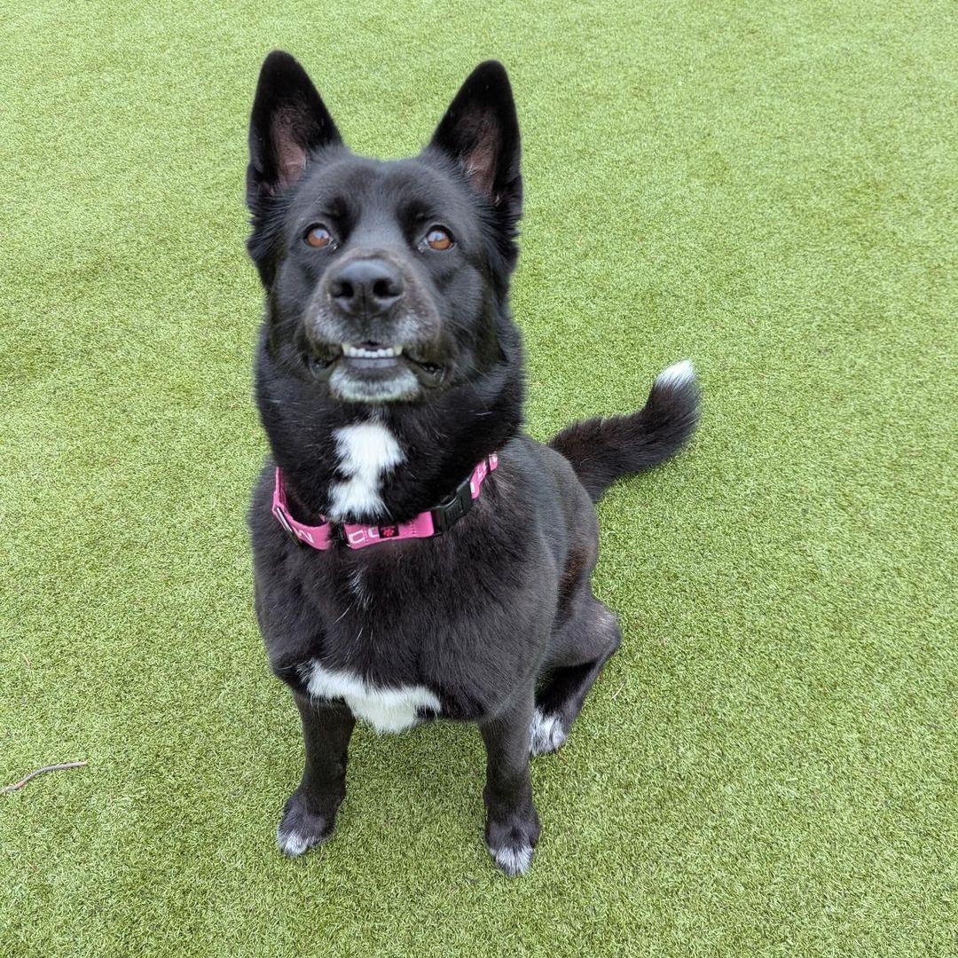 Enlarge Demi, a ADOPTABLE mixed breed in Friday Harbor, WA image 4/6