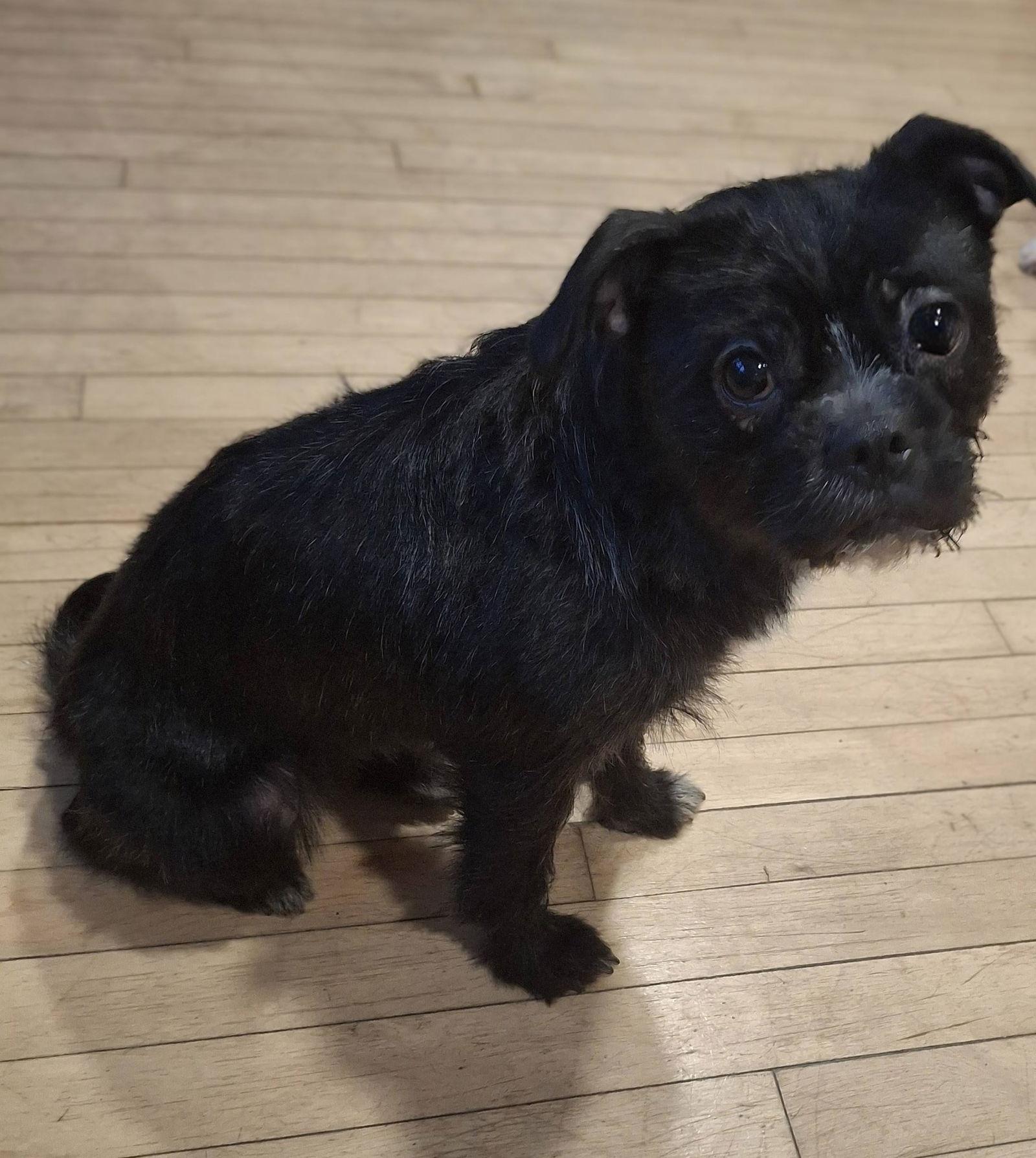GiGi, Adoptable, Young Female French Bulldog & Shih Tzu.