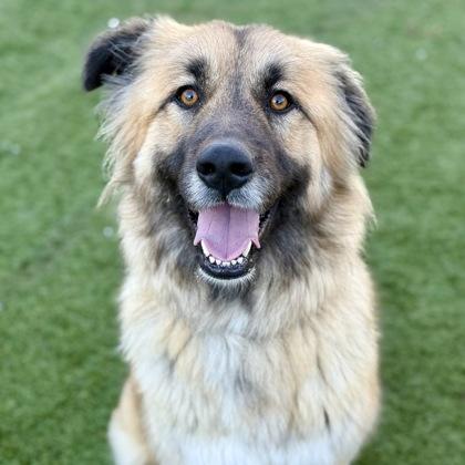 Ramona, adoptable, Young Female Great Pyrenees & German Shepherd Dog.