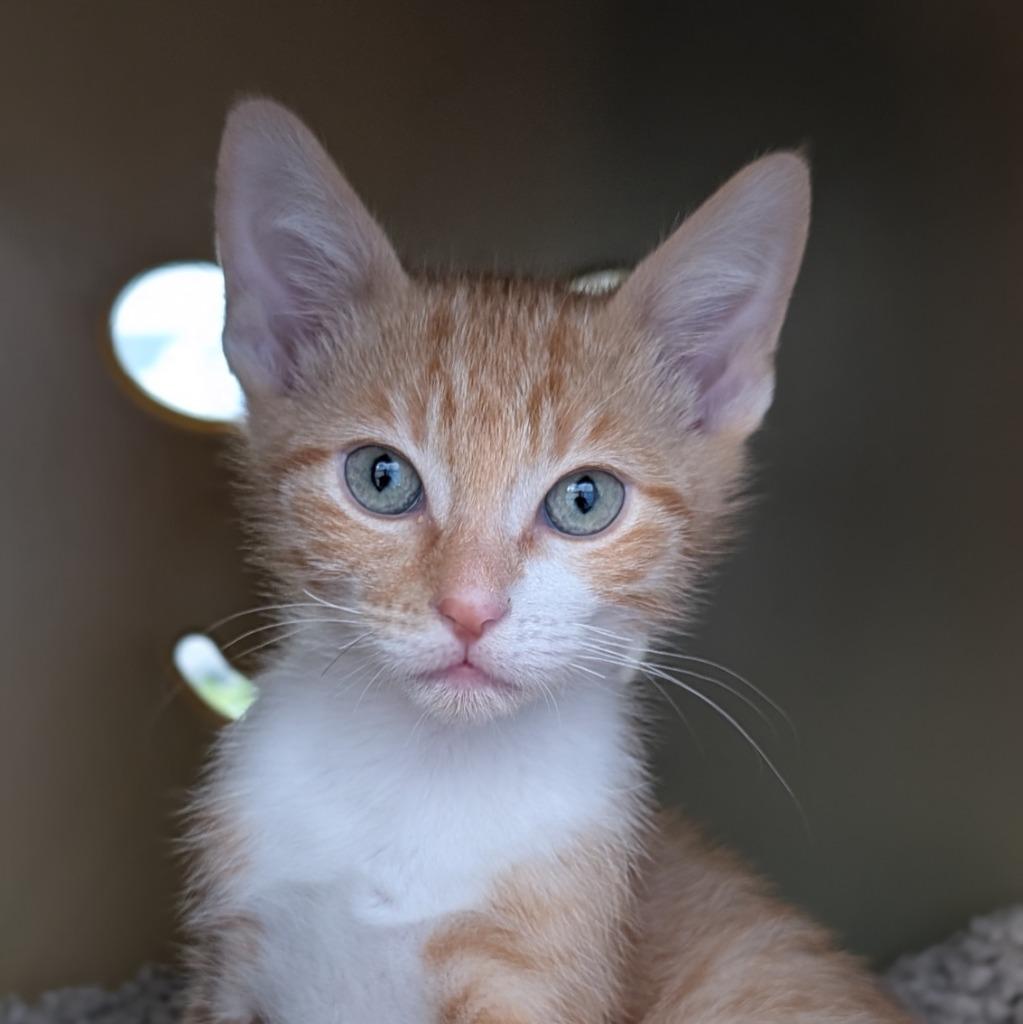 Wasabi, a Adoptable mixed breed in Shoreline, WA image 1/2