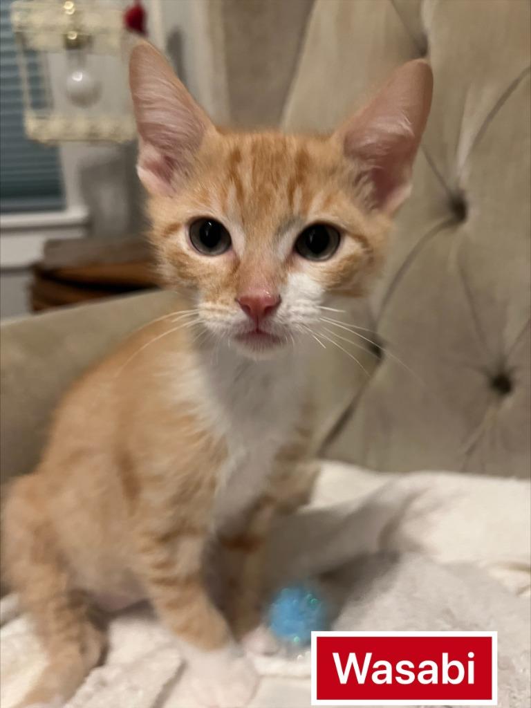 Wasabi, a Adoptable mixed breed in Shoreline, WA image 2/2