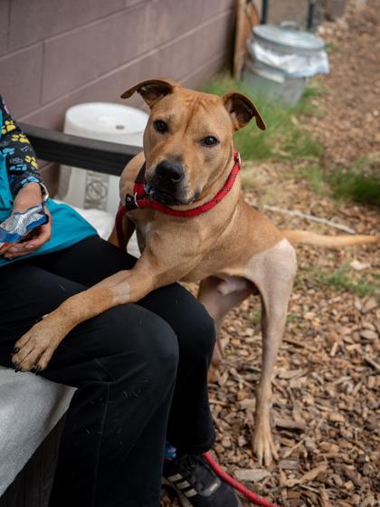 Rotisserie Chicken — thumbnail 2