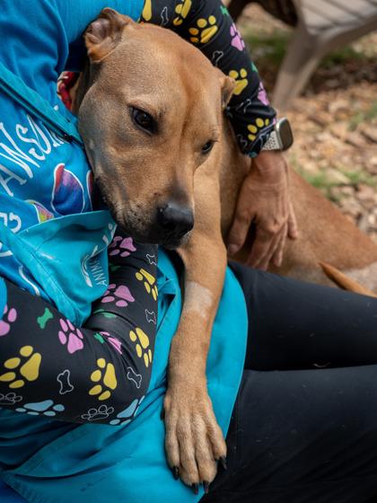 Rotisserie Chicken — thumbnail 3