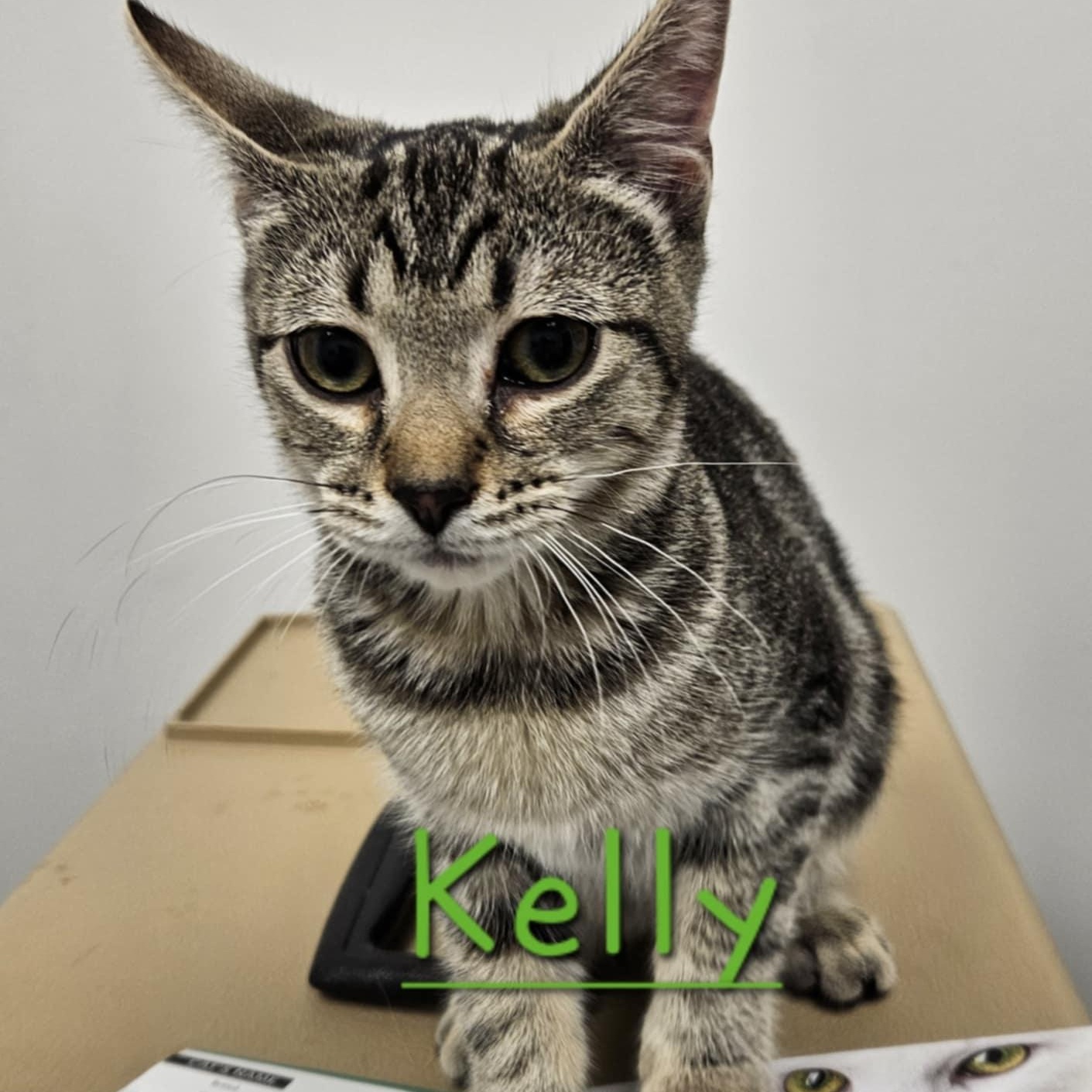 Kelly - An Affectionate Sweetheart!, adoptable, Kitten Female Tabby.