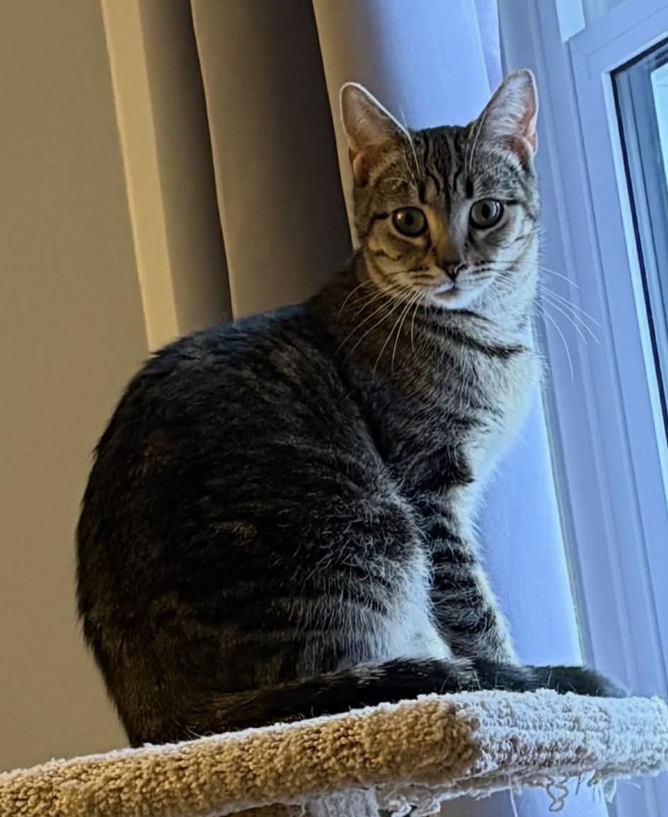 Enlarge Kelly - An Affectionate Sweetheart!, an adoptable Tabby in Hamilton, ON image 2/2