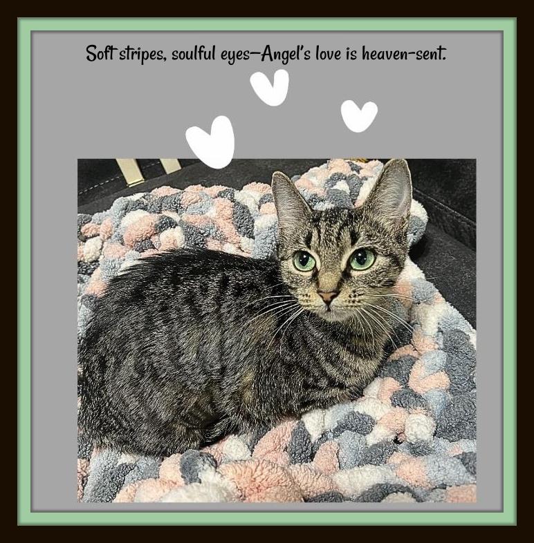 One look into Angel’s eyes, and you’ll never want to look away., Adoptable, Young Female Domestic Short Hair.