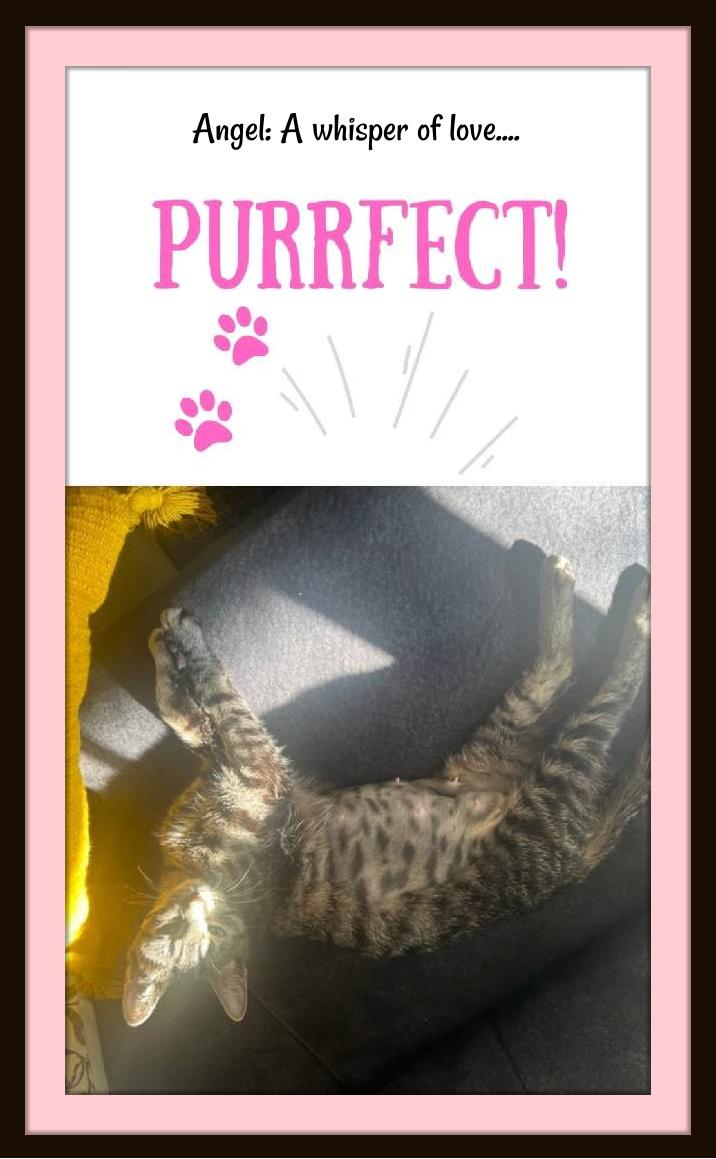 Enlarge One look into Angel’s eyes, and you’ll never want to look away., a Adoptable Domestic Short Hair in Winston Salem, NC image 2/4