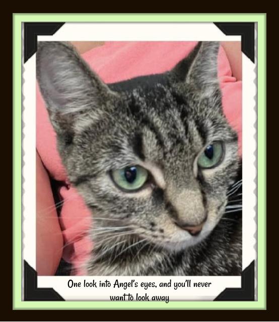 Enlarge One look into Angel’s eyes, and you’ll never want to look away., a Adoptable Domestic Short Hair in Winston Salem, NC image 3/4