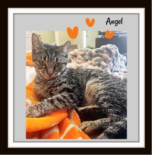 Enlarge One look into Angel’s eyes, and you’ll never want to look away., a Adoptable Domestic Short Hair in Winston Salem, NC image 4/4