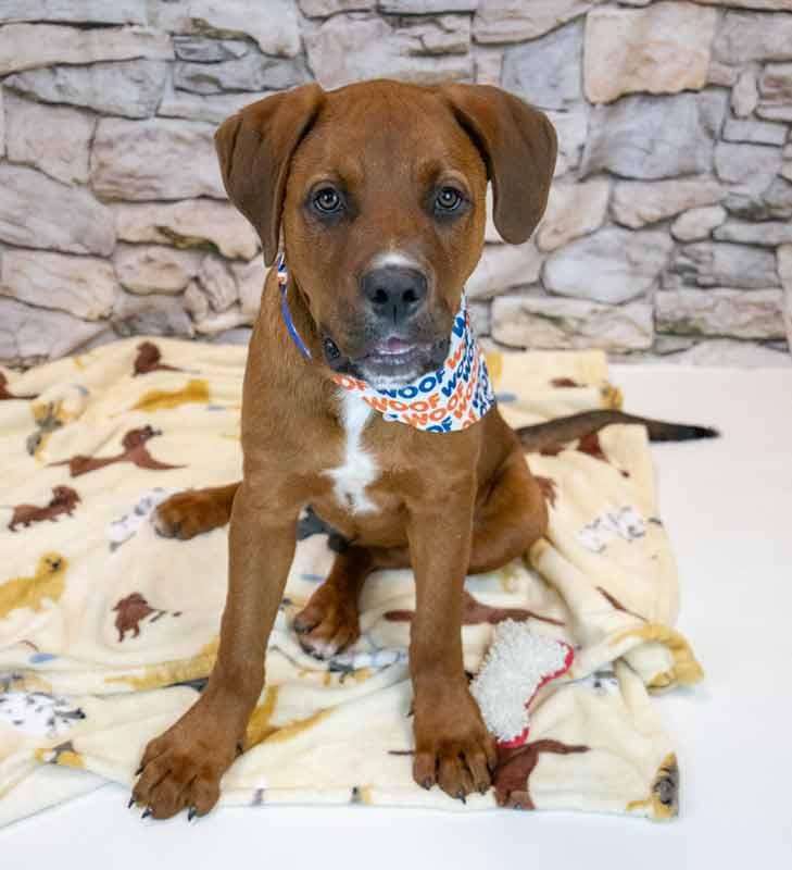 Redd, an adopted mixed breed in Kennesaw, GA image 3/6