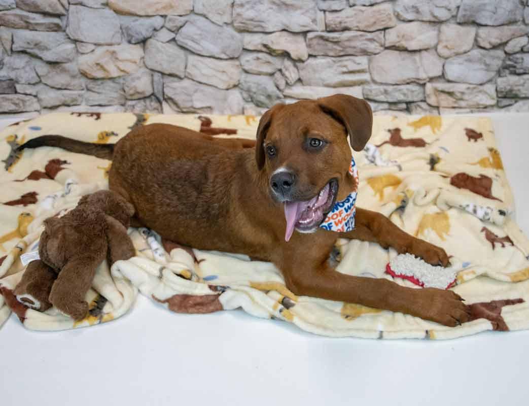 Redd, an adopted mixed breed in Kennesaw, GA image 5/6