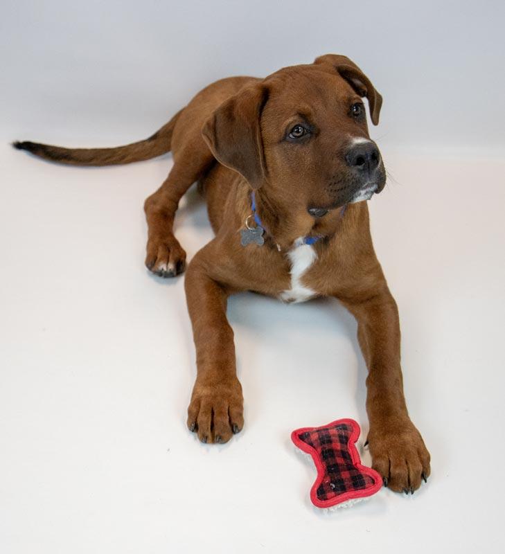 Redd, an adopted mixed breed in Kennesaw, GA image 2/6
