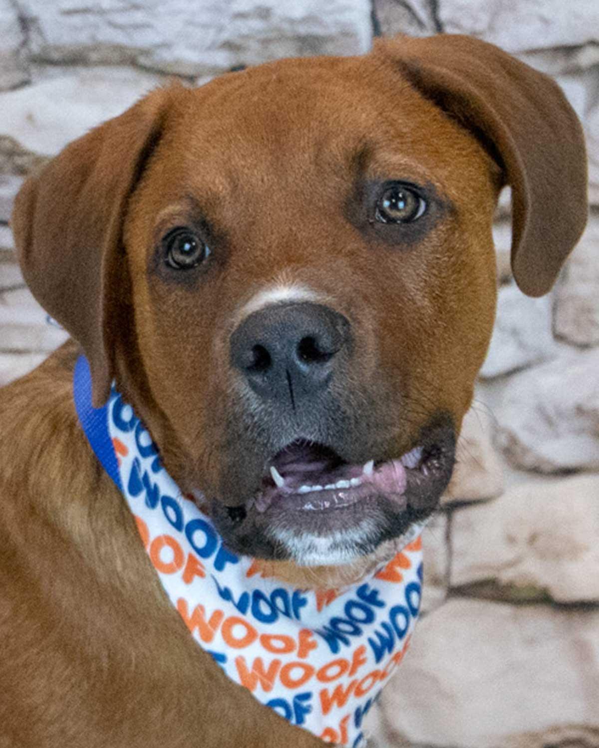 Redd, adopted, Puppy Male Mastiff & Saint Bernard.