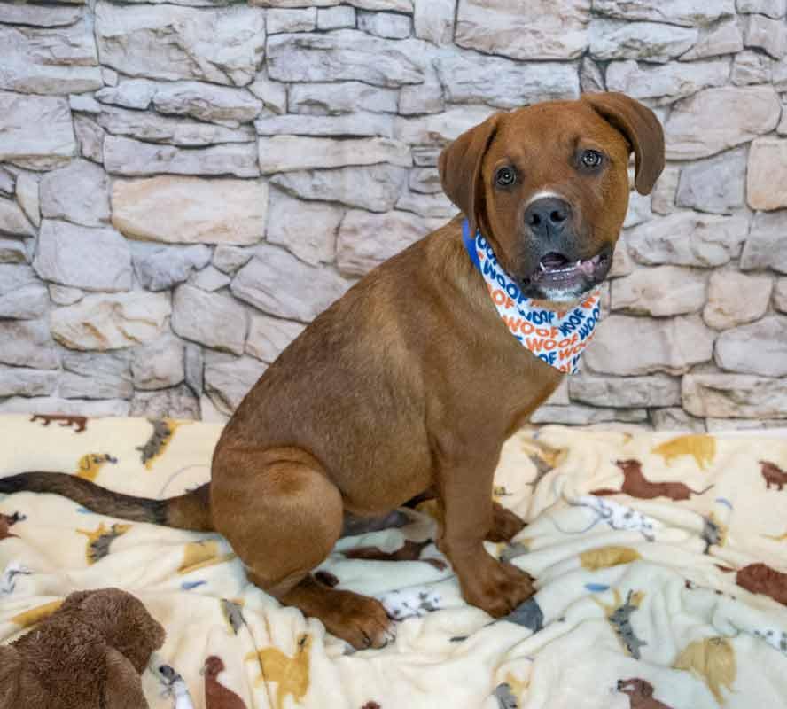 Redd, an adopted mixed breed in Kennesaw, GA image 6/6