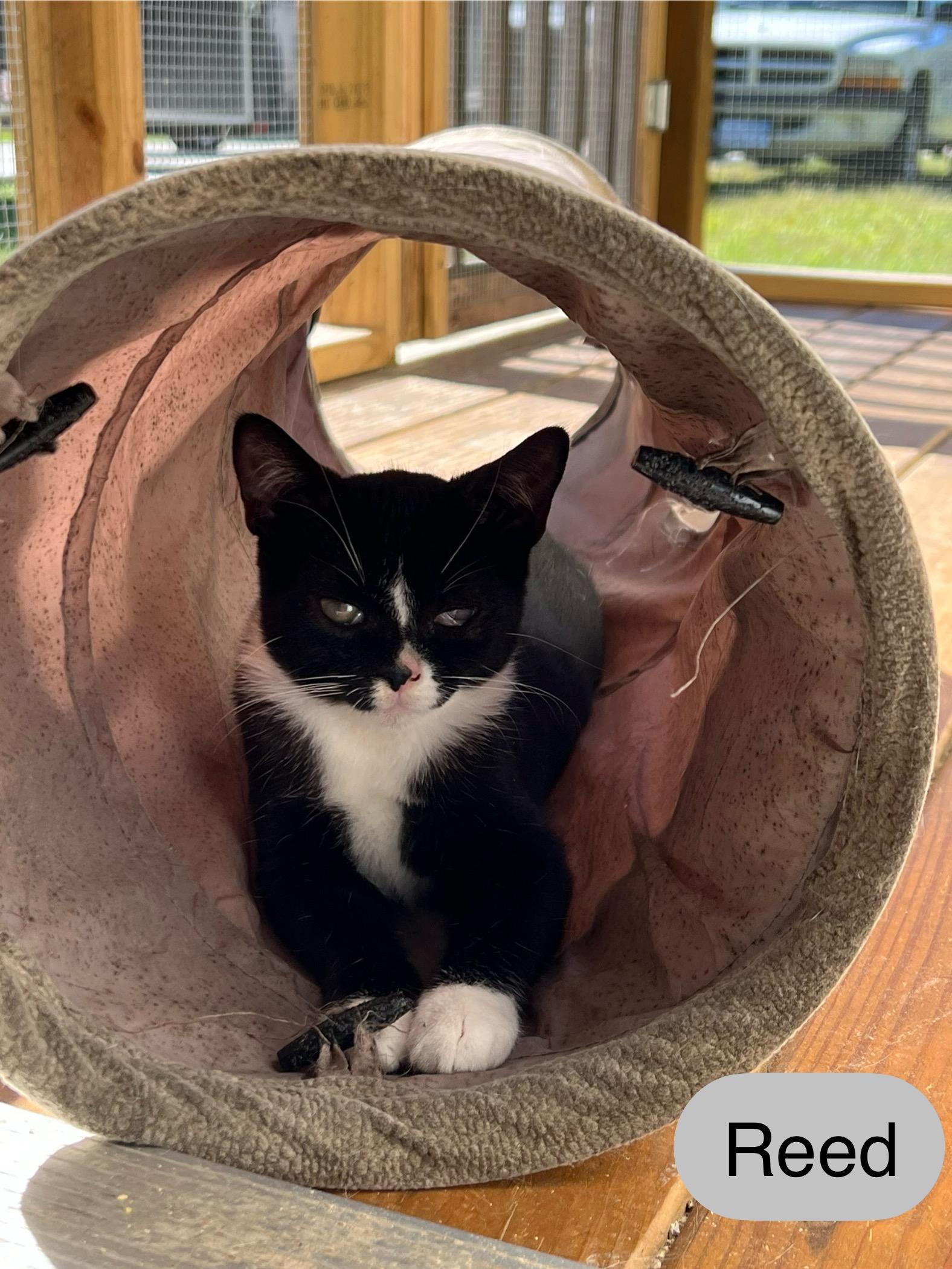 Reed, Adoptable, Young Male Domestic Short Hair.